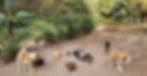 FOS_Homepage (17)_edited.jpg