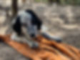Hunde (113)_edited.jpg